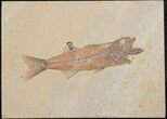 Uncommon Mioplosus Fossil Fish - Wyoming #31361-1